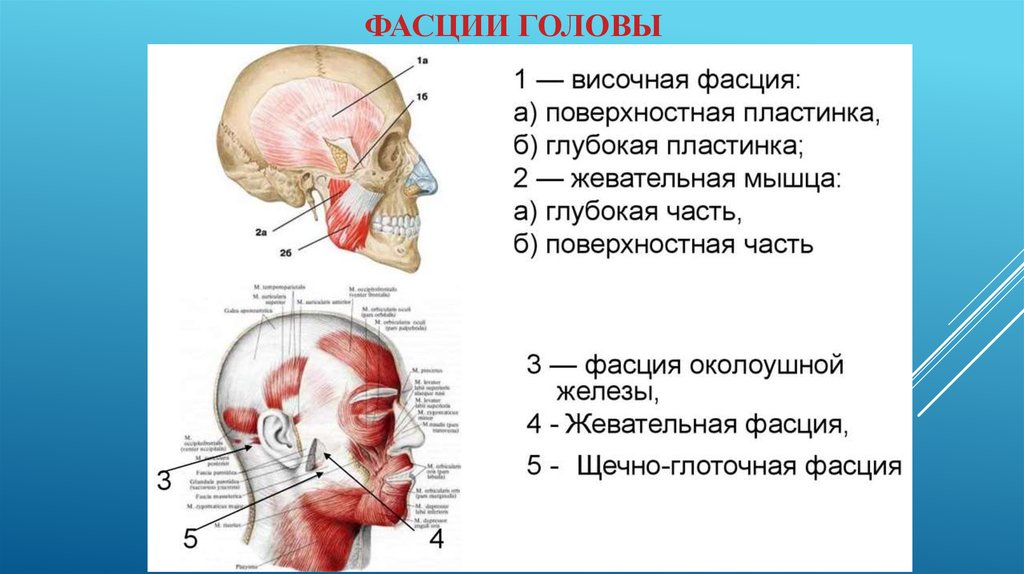 Жевательные мышцы схема