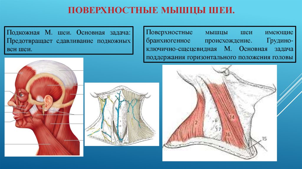 Поверхностные мышцы шеи