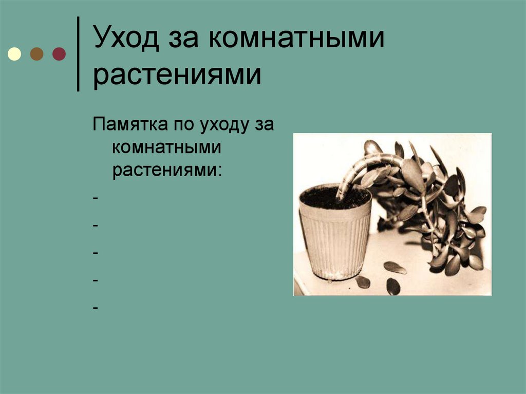 Памятка по уходу за комнатными растениями. Памятка по уходу за растениями.