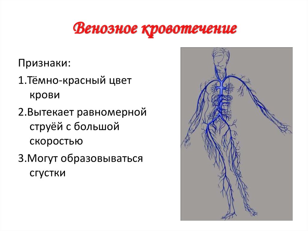 Презентация венозная система человека