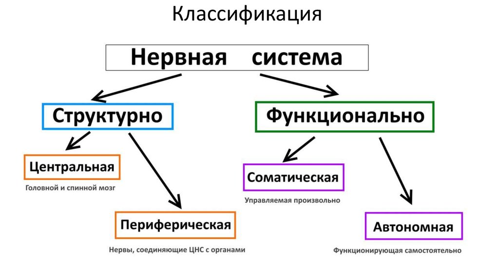 Нервная система егэ презентация