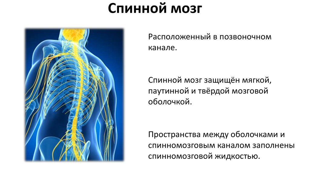 Нервная система спинной. Интересные факты о нервной системе. Факты о спинном мозге. Интересные факты о спинном мозге человека. Интересные факты о головном и спинном мозге.