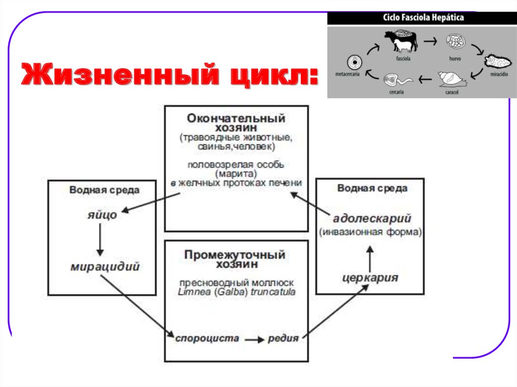 Жизненный цикл fasciola hepatica схема