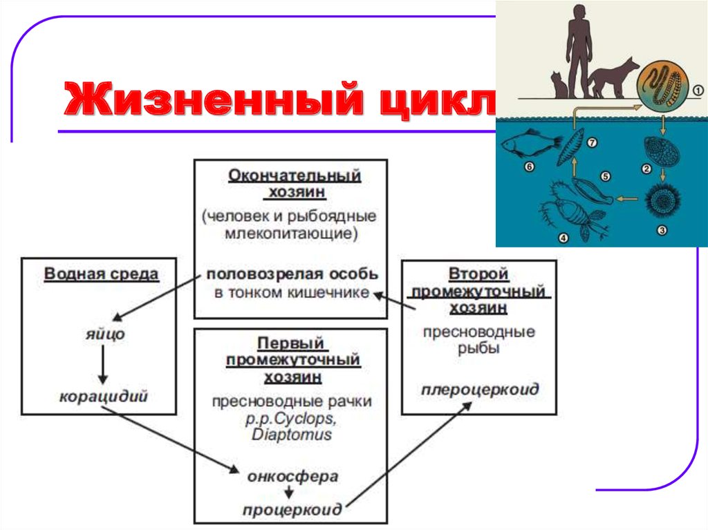 Годовой жизненный цикл млекопитающих презентация