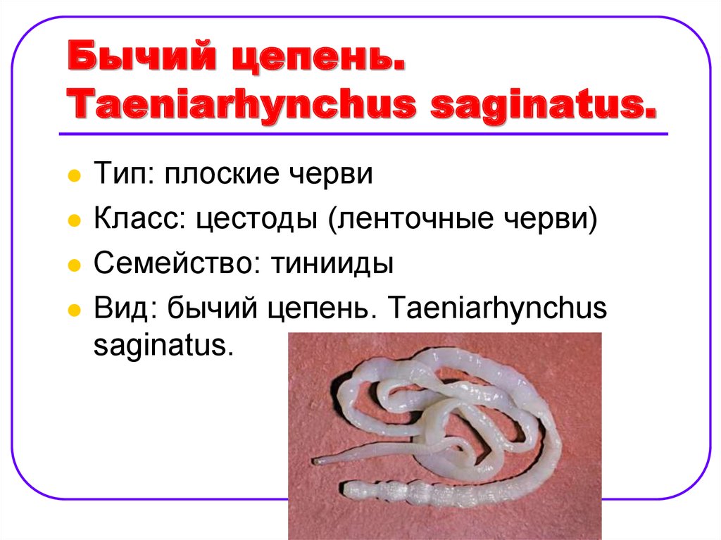 Цепни на латыни. Taeniarhynchus saginatus бычий цепень. Систематика бычьего цепня. Классификация бычьего цепня.
