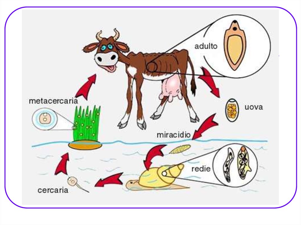 Хозяин сосальщика. Фасциолез жизненный цикл кратко. Дополнить схему классификации гельминтов. Классификация гельминтов презентация на SLIDESHARE. Источники загрязнения гельминтами пищи воды предметов обихода.