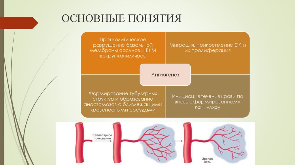 ОСНОВНЫЕ ПОНЯТИЯ
