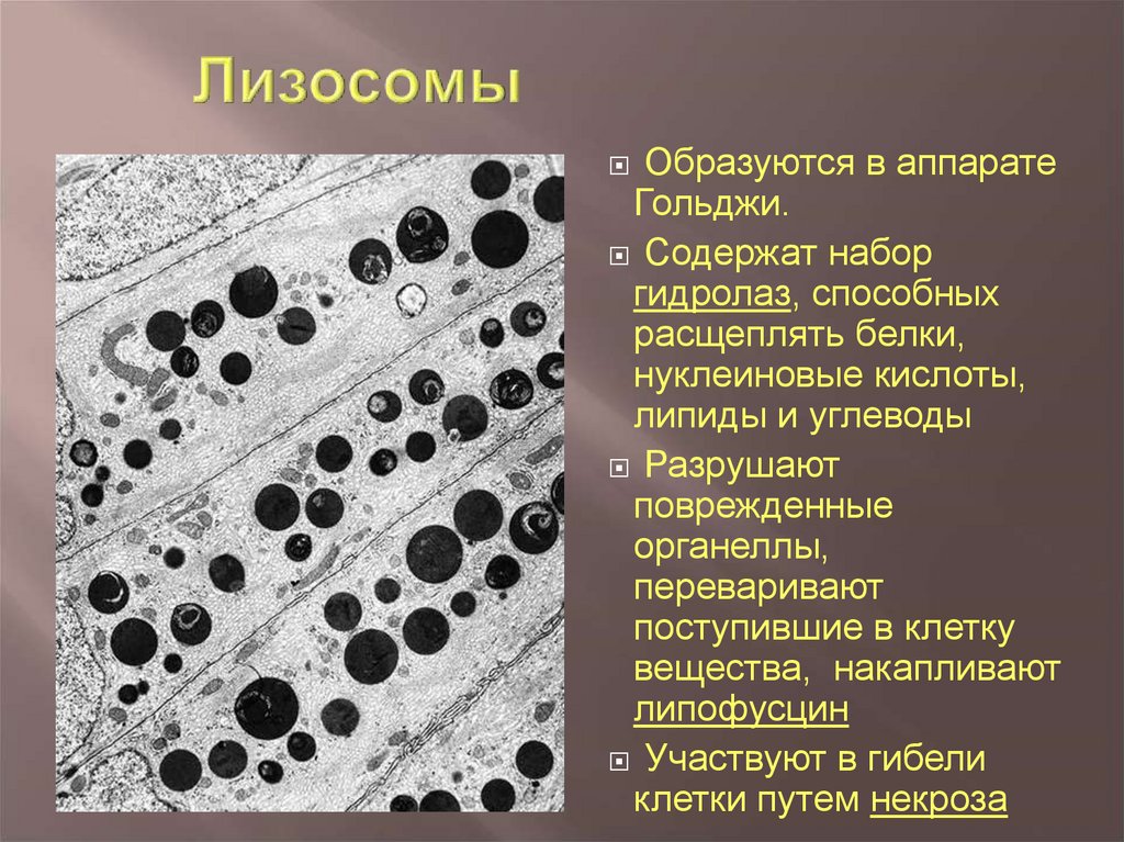 В образовании лизосом участвуют мембраны. Строение структура лизосомы. Аутолиз лизосом. Лизосомы функции.