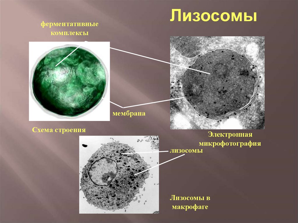 Роль лизосом. Лизосома и пероксисома. Лизосома электронная микрофотография. Лизосомы строение. Схема строения лизосомы.