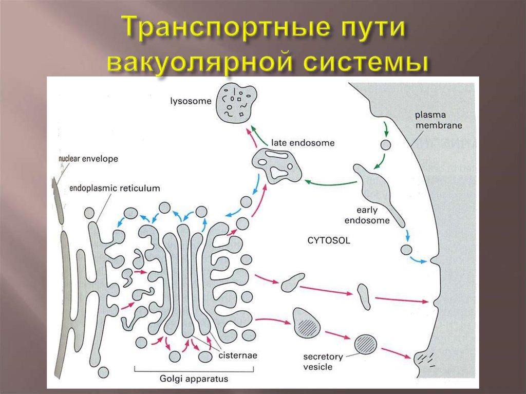 Симпластный апопластный вакуолярный пути транспорта веществ и их значение презентация