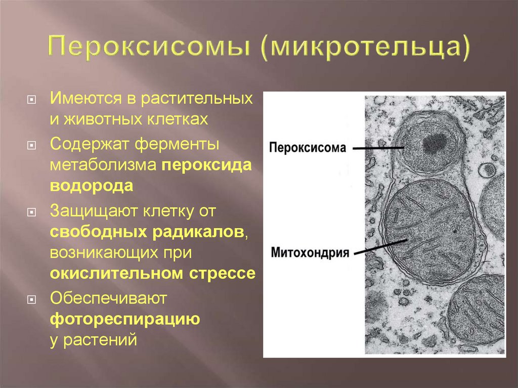 В любой клетке имеется. Строение клетки пероксисомы. Электронограмма пероксисомы. Пероксисома строение органоид. Строение клетки пероксисома.