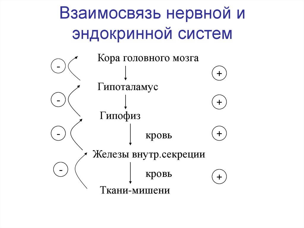 Связи между системами. Схема взаимодействия нервной и эндокринной систем. Схема взаимосвязи эндокринной и нервной системы. Связь между нервной и эндокринной системой. Взаимодействие между нервной и эндокринной системами.