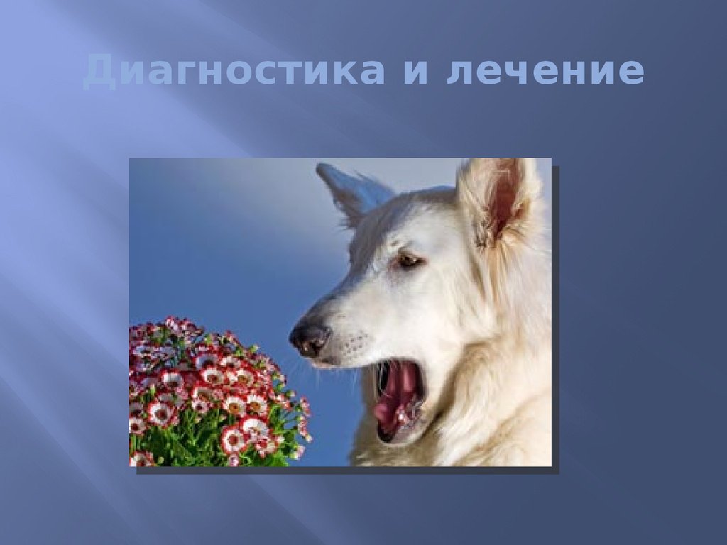 Диагностика и лечение