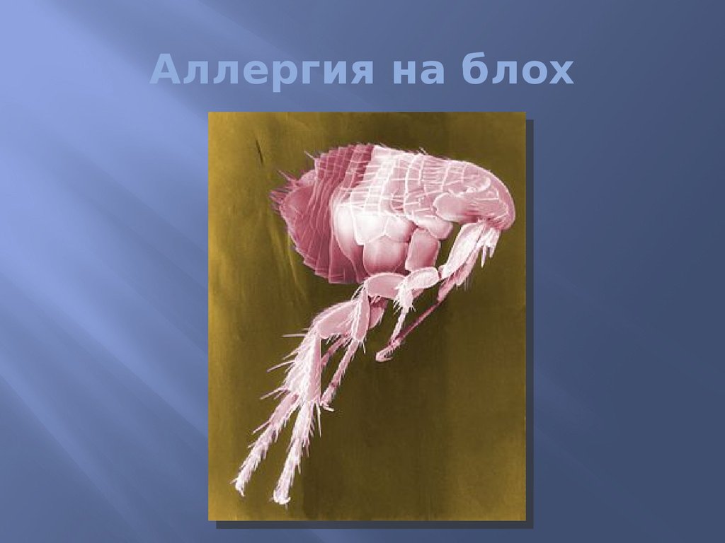 Аллергия на блох