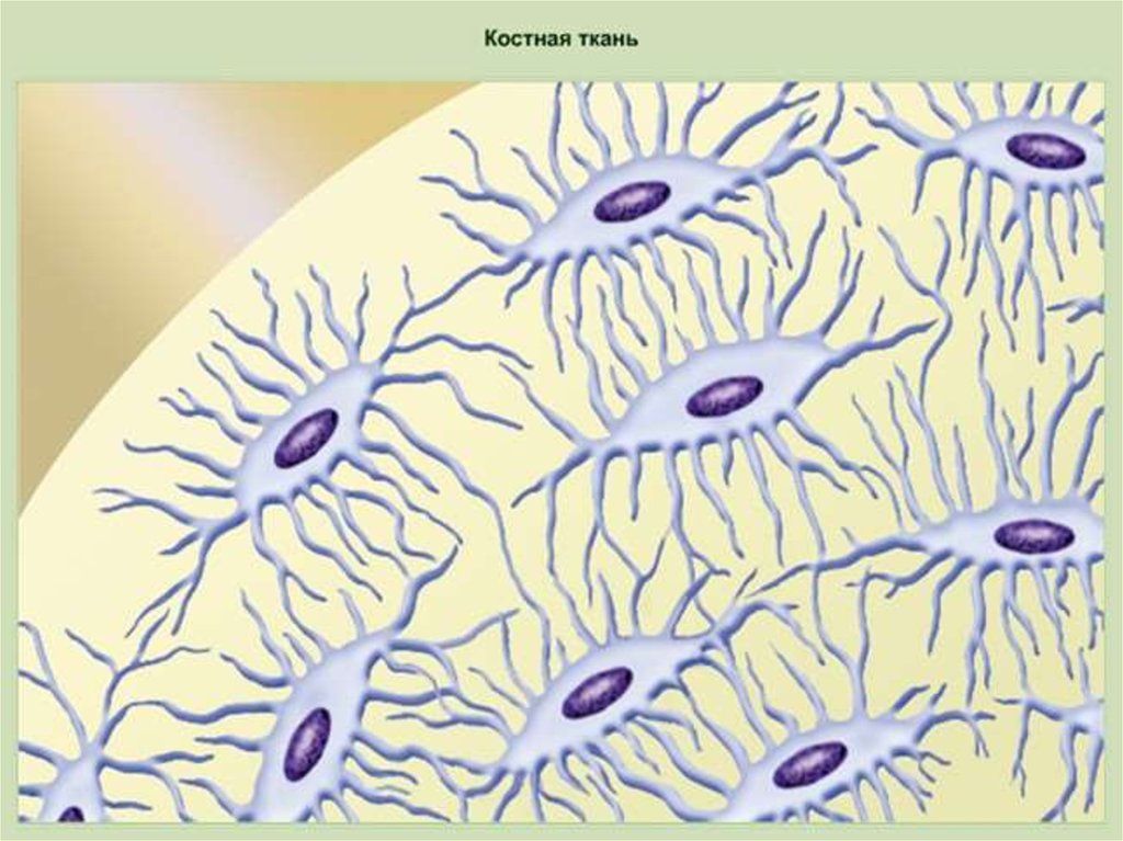 Рисунок группы клеток. Костная ткань костные клетки. Клетки костной соединительной ткани. Клетки костная ткань соединительная ткань. Костная соединительная ткань рисунок.