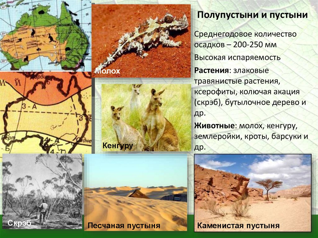 Характеристика полупустыни по плану