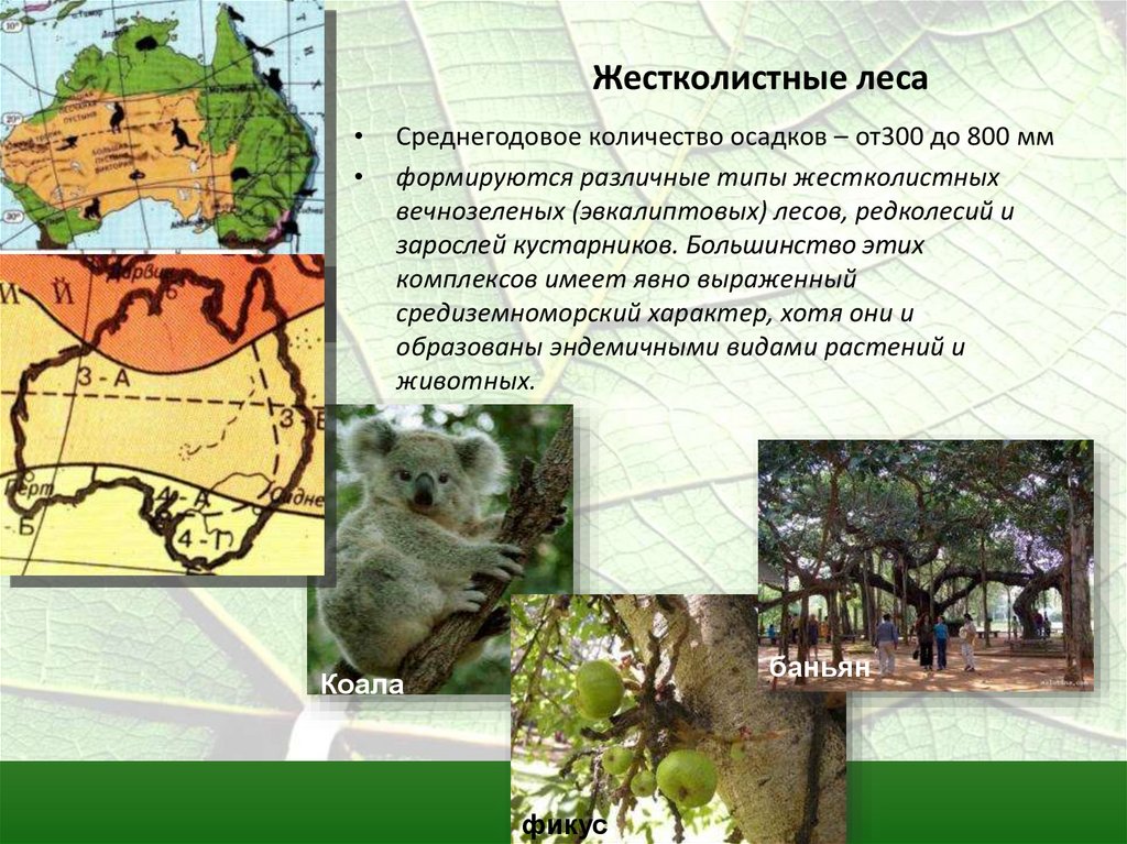 Органический мир лесов. Климат жестколистных лесов Евразии. Растения жестколистных вечнозеленых лесов. Животный мир в вечнозеленых лесах. Растительность и животный мир жестколистных лесов.