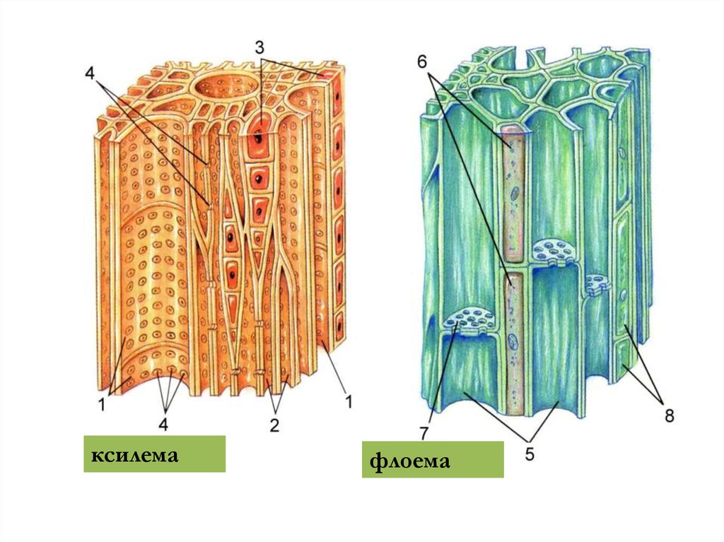 Ксилема и флоэма рисунок