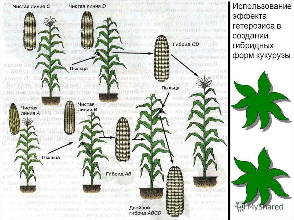 Инбридинг чистые линии. Гетерозис кукурузы. Гетерозис в селекции растений. Гетерозисные гибриды растений. Эффект гетерозиса у растений.