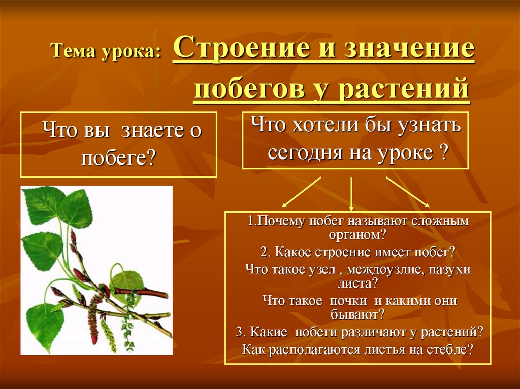 Тема урока: Строение и значение побегов у растений