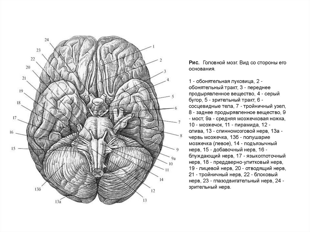 Поверхности заднего мозга. Головной мозг вид сбоку. Головной мозг вид спереди строение. Основание головного мозга анатомия. Заднее продырявленное вещество анатомия.