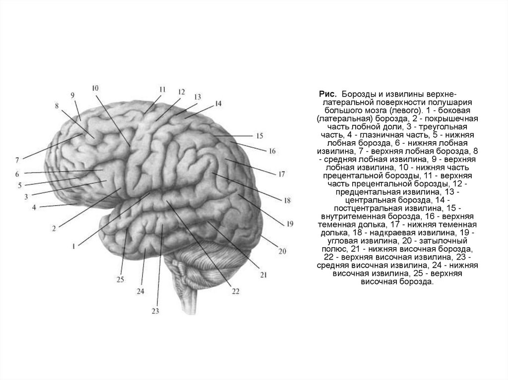 Типы строения головного мозга. Головной мозг вид сбоку. Мозг вид сверху. Строение головного мозга рисунок. Доли головного мозга.