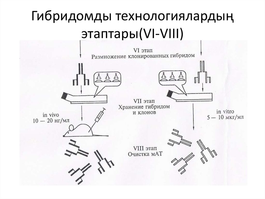 Гибридомды технологиялардың этаптары(VI-VIII)