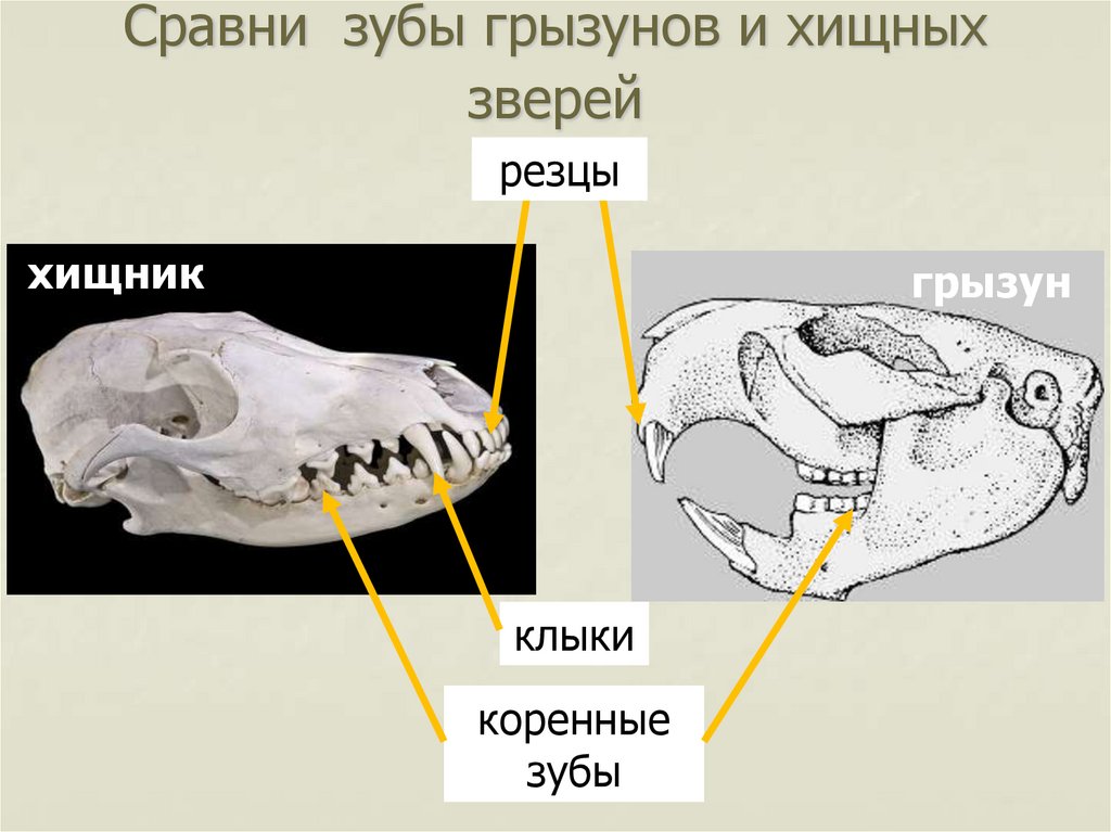 Зубы крысы схема