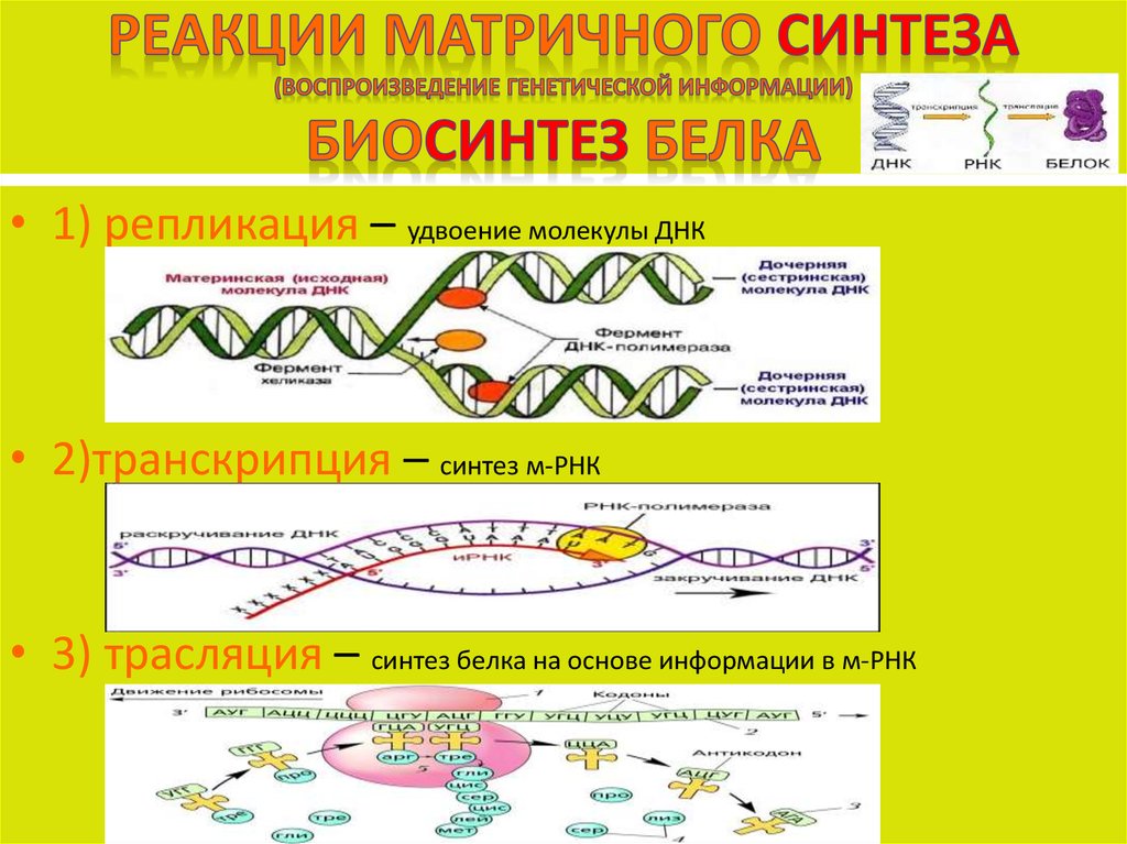 Матричный синтез белка