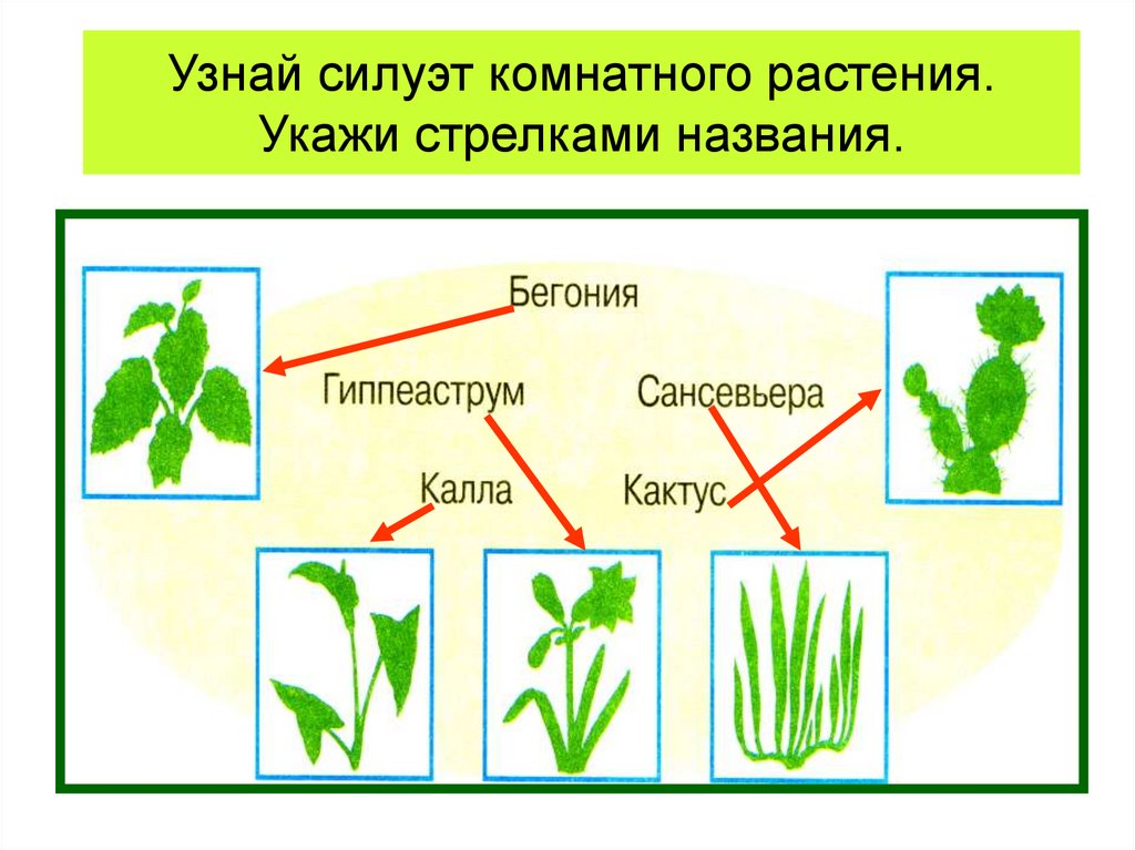 Презентация растение 2 класс окружающий мир. Силуэты комнатных растений окружающий мир. Укажи стрелками название растения. Как узнать растения. Как найти растение.
