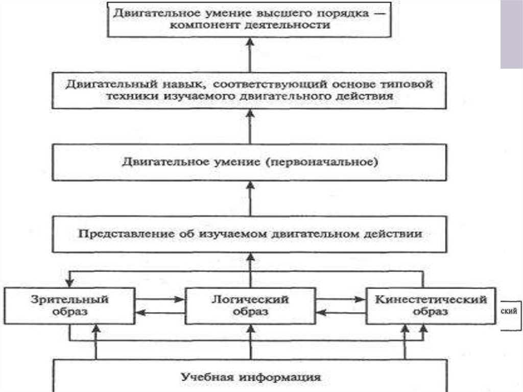 Схема образования двигательного навыка