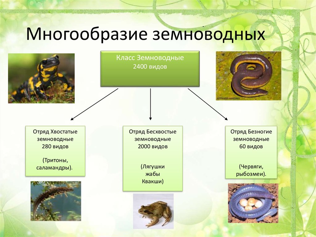 Заполните схему класс земноводные