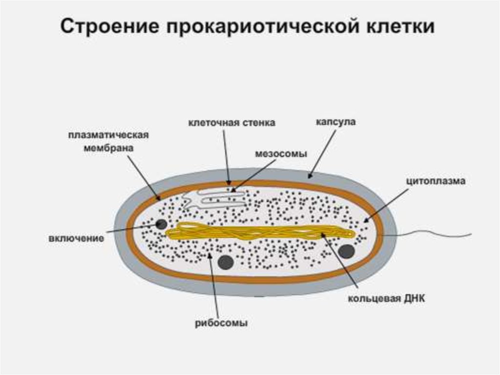 Прокариотная. Строение прокариотической клетки бактерии. Строение прокариотической бактериальной клетки. Схема строения прокариотической клетки рис 11. Прокариотическая бактериальная клетка строение.