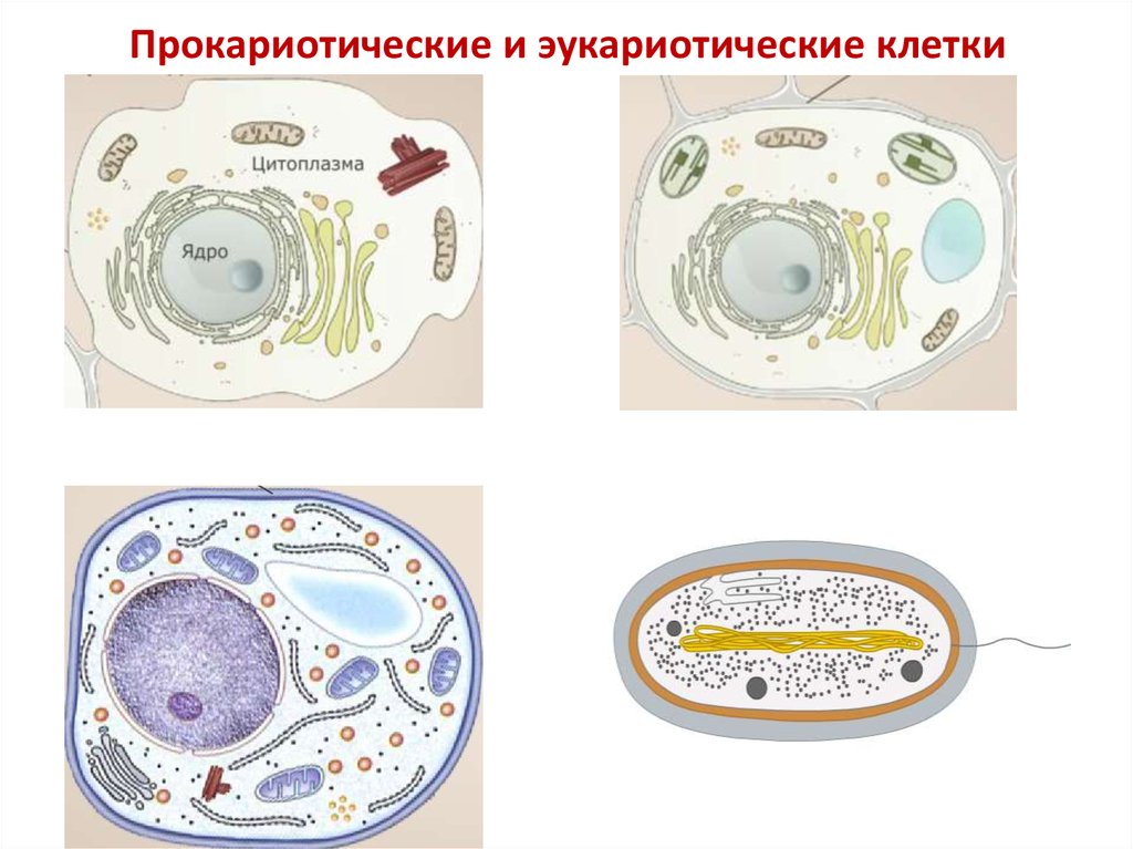 Дайте обозначение прокариоты и эукариоты. Прокариотическая и эукариотическая клетка. Рисунок прокариотической и эукариотической клетки. Сравнение клеток прокариот и эукариот рисунок. Сравнение прокариотической и эукариотической клетки рисунок.