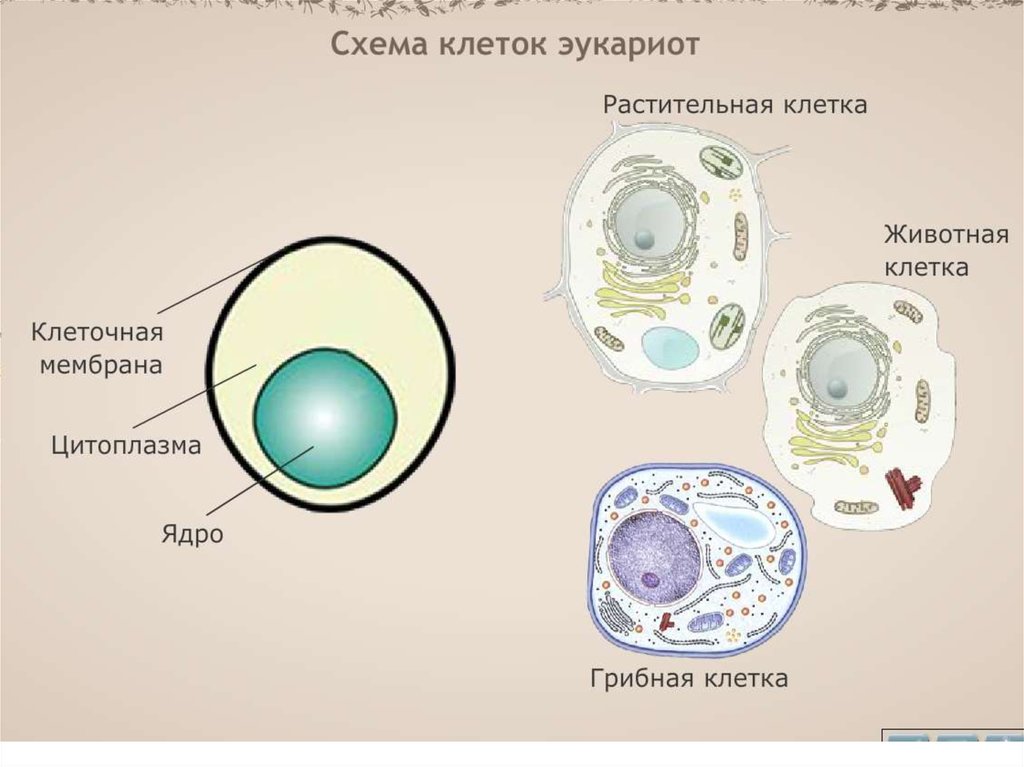 Есть ли ядро у грибов. Строение ядра грибной клетки. Клетка гриба схема. Ядро клетки гриба. Многоядерная клетка гриба.