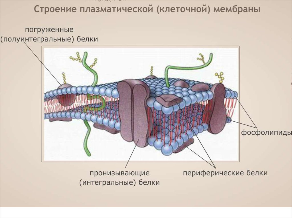 Белки плазматической мембраны. Полуинтегральные белки плазматической мембраны. Интегральные и полуинтегральные белки. Цитоплазматическая мембрана белки полуинтегральные. Цитоплазматическая мембрана белки полуин.