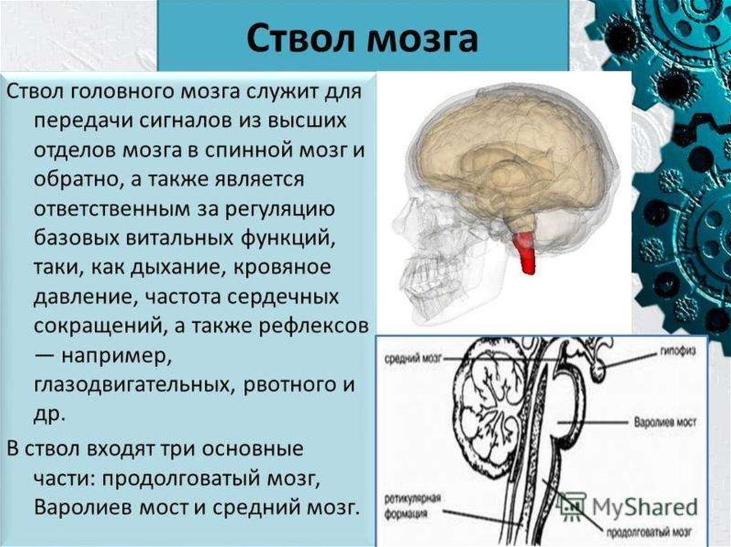 Ствол головного мозга включает отдел. Ствол мозга строение и функции кратко. Ствол головного мозга строение и функции анатомия. Строение стволовой части мозга. Мозговой ствол образует отделы мозга.