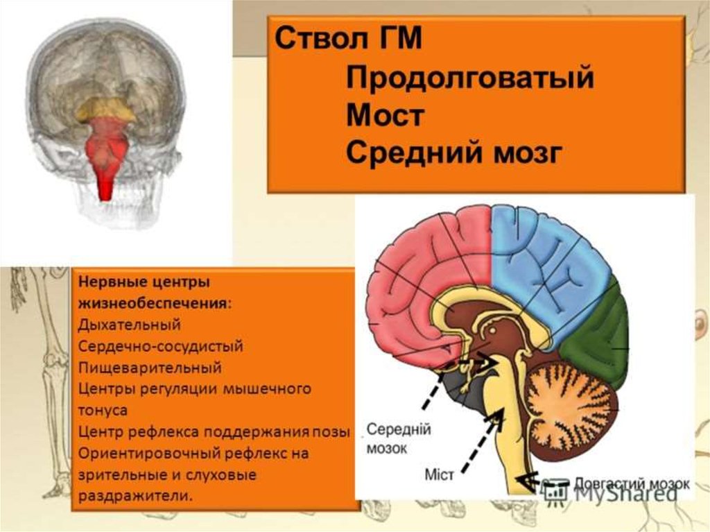 Сердечный центр в продолговатом мозге. Средний мозг центры регуляции. Нервные центры среднего мозга. Нервные центры жизнеобеспечения ствола мозга. Средний мозг нервные центры.