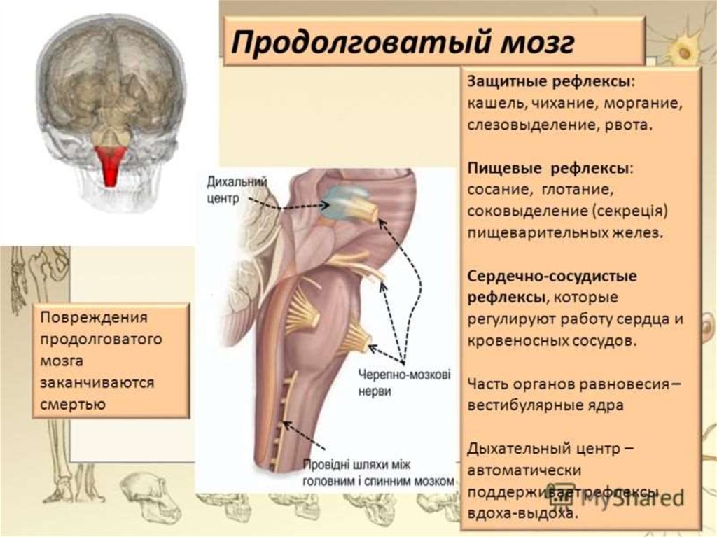 Капилляр щитовидной железы продолговатый мозг. Функции продолговатого отдела головного мозга. Продолговатый мозг функции защитные рефлексы. Анатомия функции продолговатого. Голотопия продолговатого мозга.