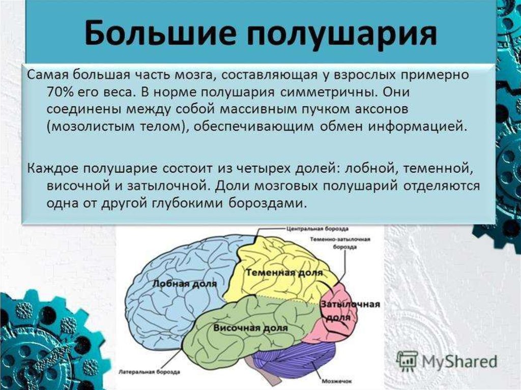 Доли переднего мозга функции. Функции больших полушарий головного мозга 8. Функции больших полушарий головного мозга 8 класс биология. Строение больших полушарий головного мозга 8 класс биология. Большие полушария мозга особенности строения и функции.