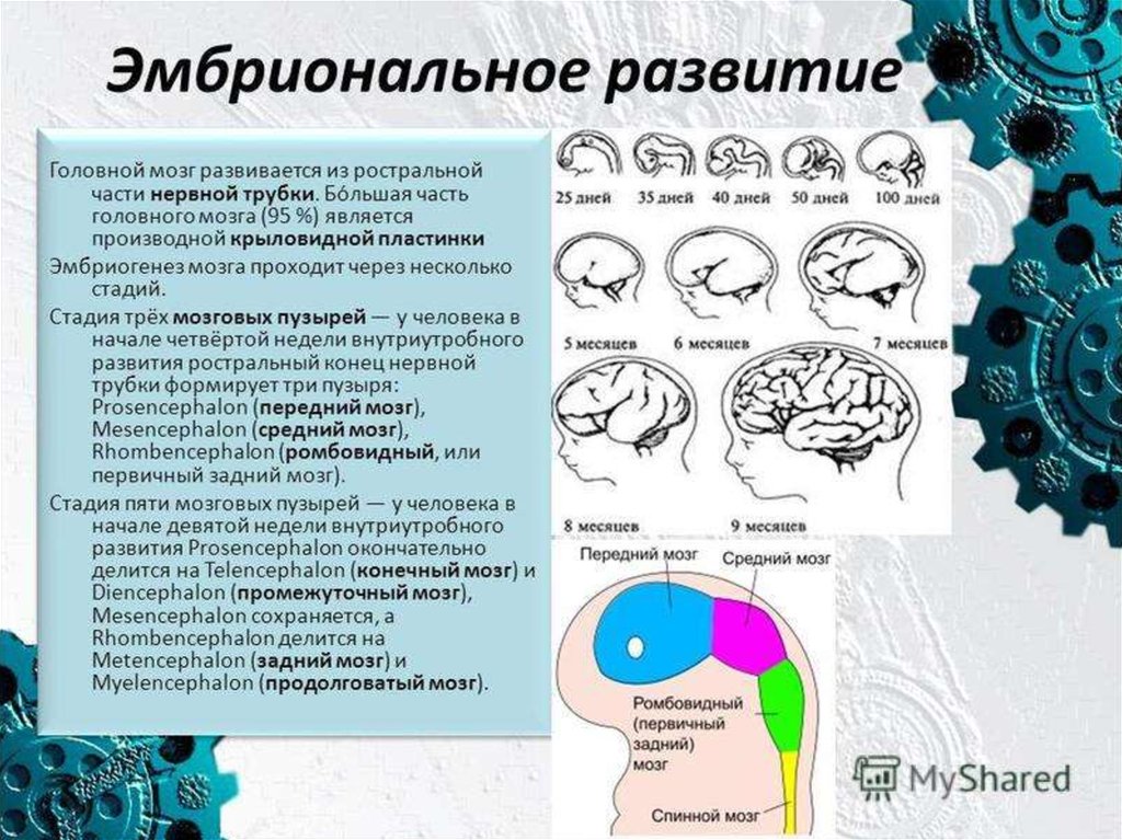 Почему зрение важнейшее формирование головного мозга. Эмбриогенез головного мозга схема. Стадии развития головного мозга человека анатомия. Источники эмбрионального развития головного мозга. Изобразите схему развития головного мозга человека.