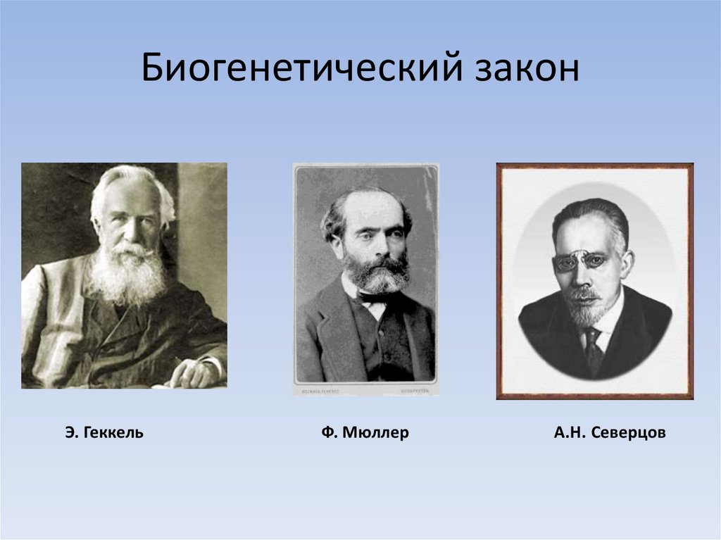 Онтогенез позвоночных закон геккеля. Биогенетический закон Геккеля Мюллера. Эрнст Геккель онтогенез. Геккель и Мюллер онтогенез. Юиогнетический загон гюкколя моюллеоа.