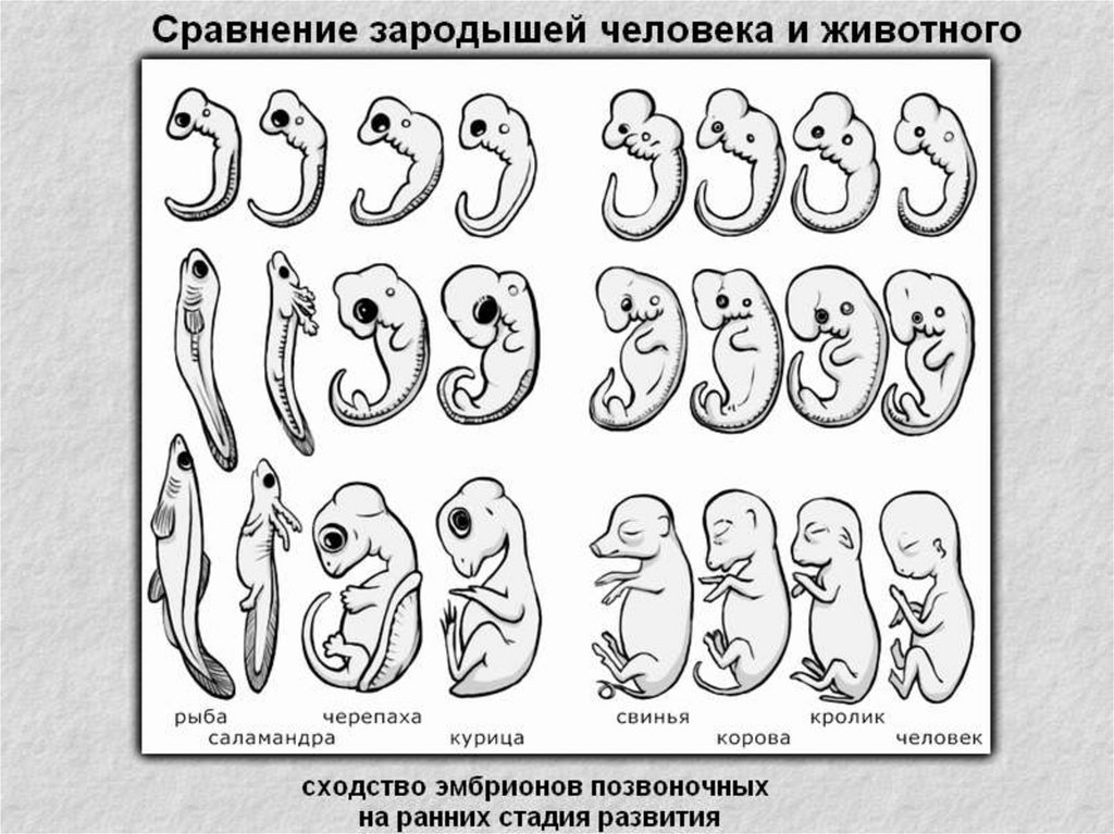 Эмбрион животного рисунок с подписями