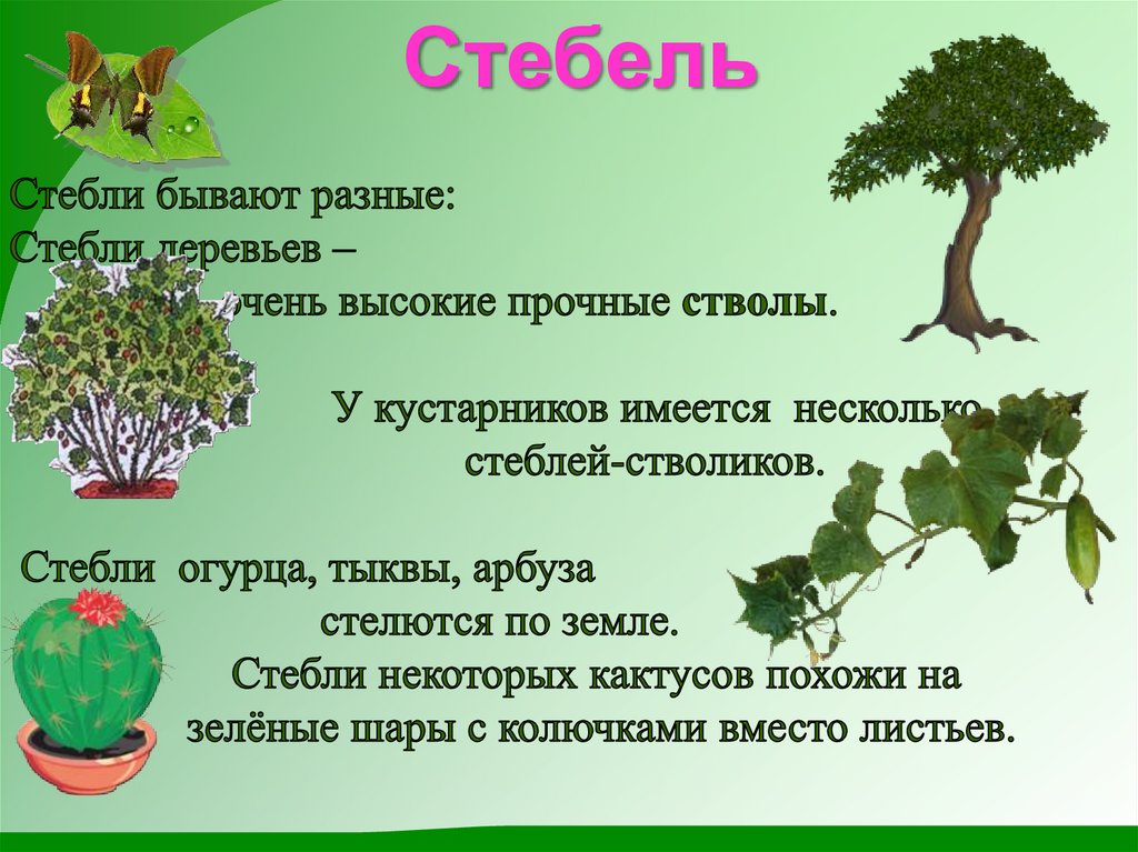 Стебли бывают. Стебли кустарников. Стебель у растения бывает. Стебель растения презентация.