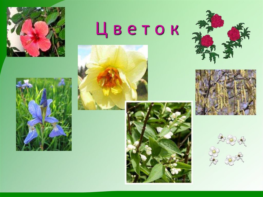 Ц в е т о к
