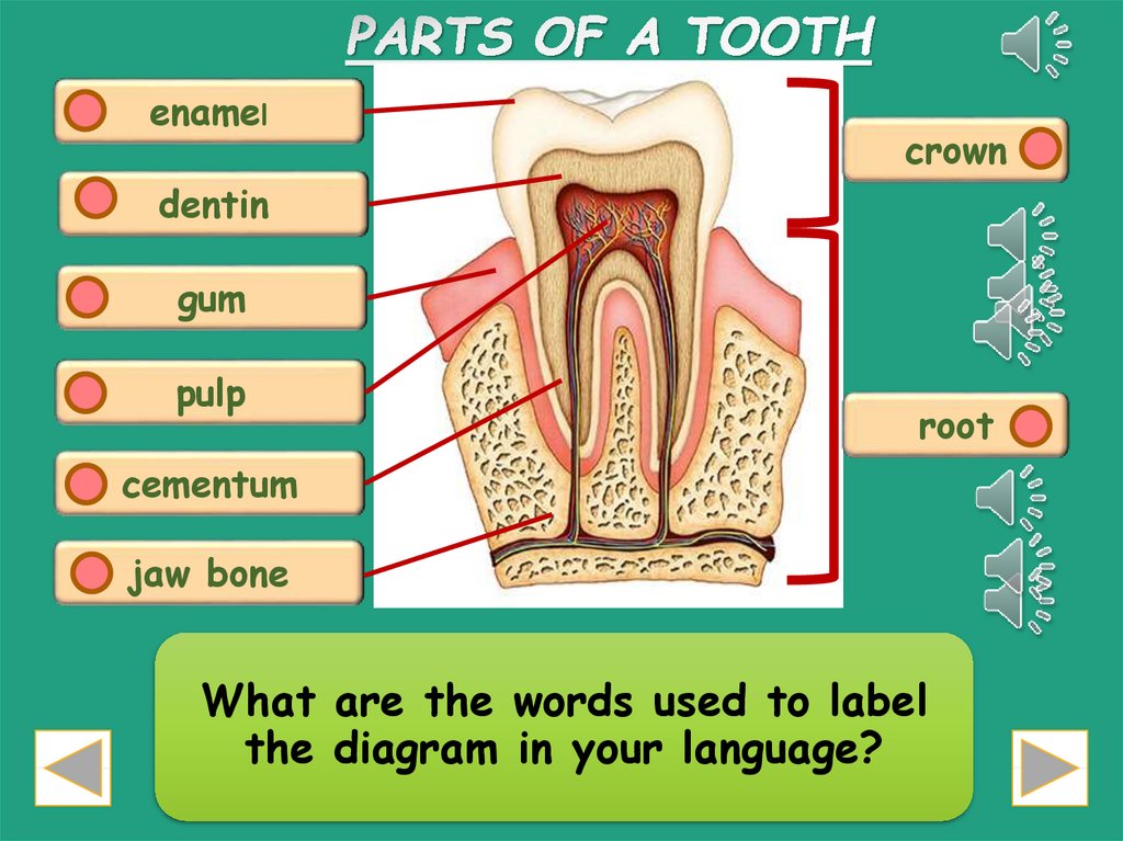 parts-of-a-tooth