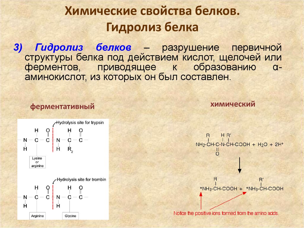 Химические свойства структуры белка