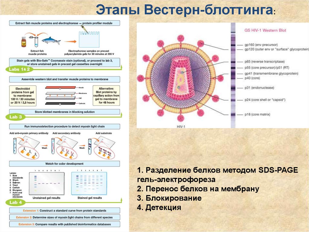 На изображении представлены результаты вестерн блоттинга. Вестерн блоттинг. Перенос белков на мембраны (Western-Blotting).. Вестерн блоттинг в КЛД. Системы визуализации для вестерн блоттинга.