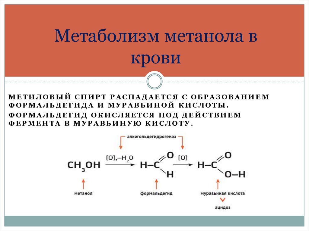 Муравьиная кислота реагирует с метанолом. Механизм ингибирования метанола. Метаболиты метилового спирта. Метаболизм метанола. Окисление метанола в организме.
