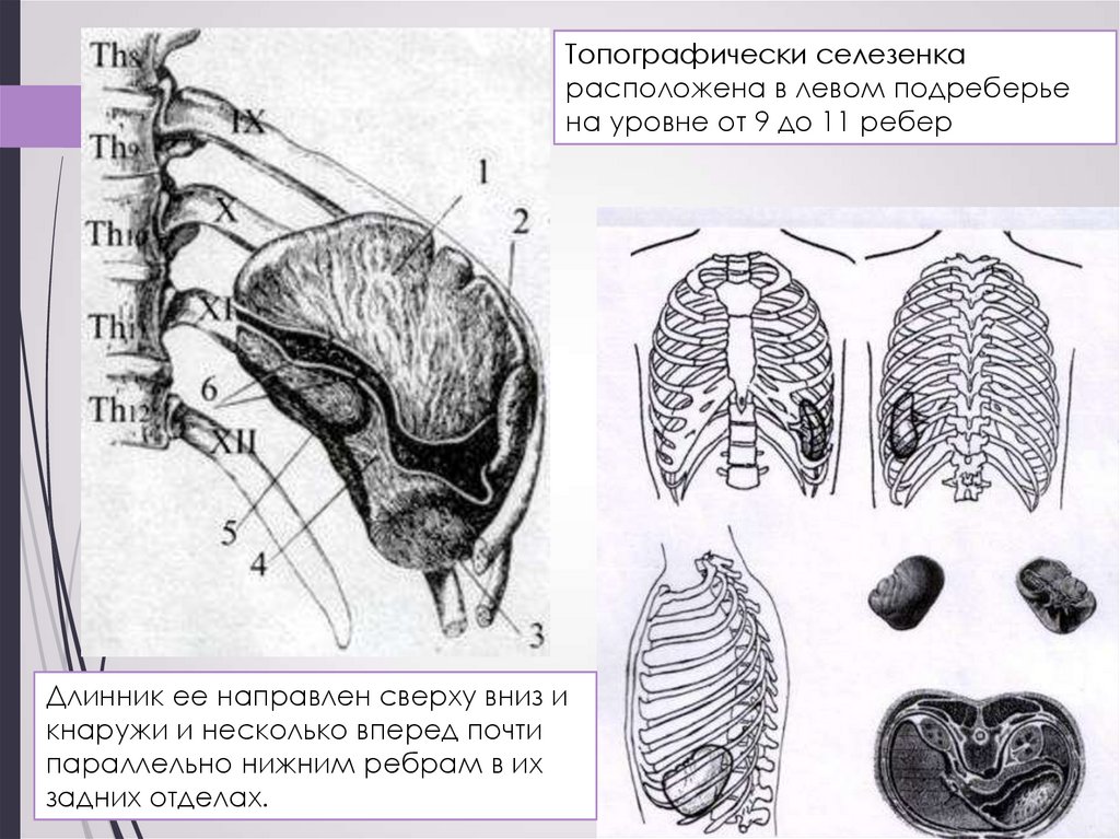 Рисунок селезенки с подписями